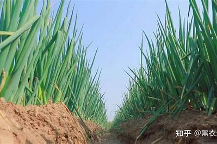 大葱后期施什么肥料好 注意事项有哪些