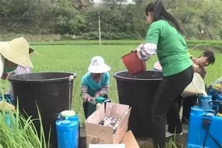 芸苔素内脂能积硼肥一起用吗？