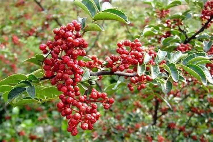 花椒摘完打什么药好？