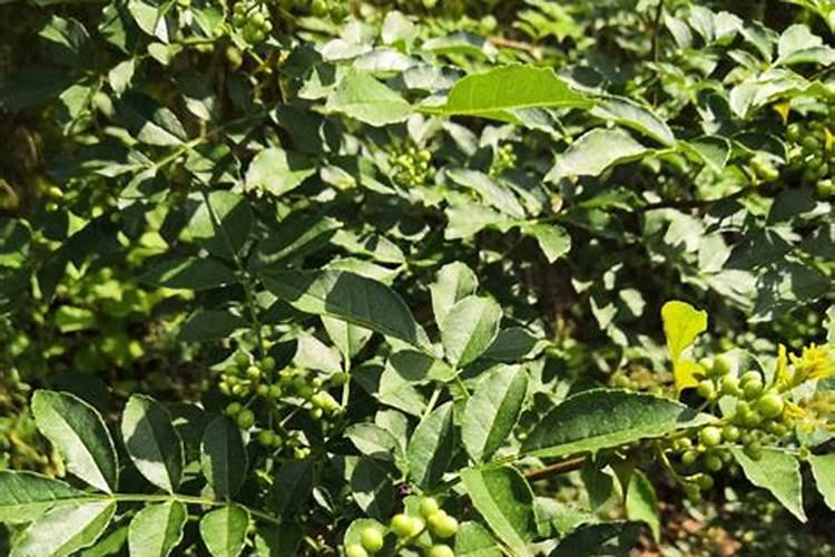 花椒叶面肥多久打好