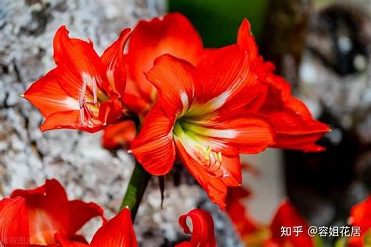 朱顶红休眠后如何唤醒