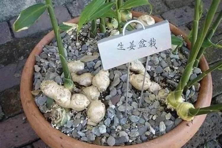 生姜后期需要什么肥料,一年可以种几次