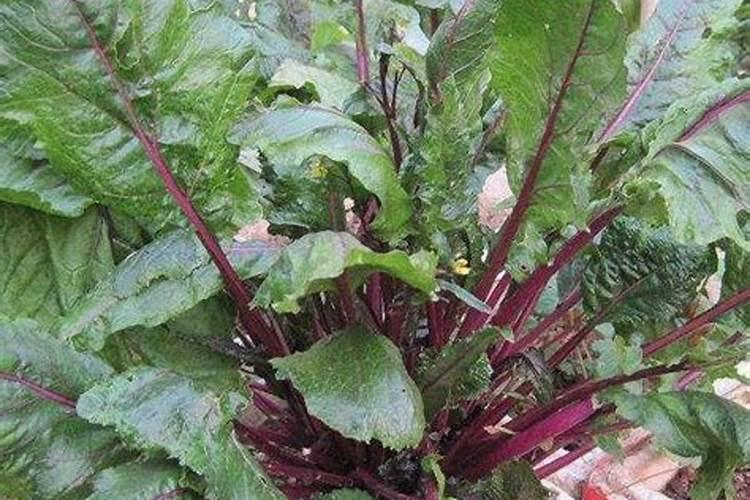 丫丫瓜的种植技术？