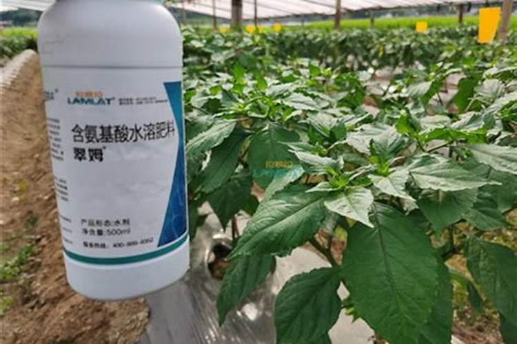 樱桃树种植施肥浇水有技巧 栽樱桃树时施什么肥好