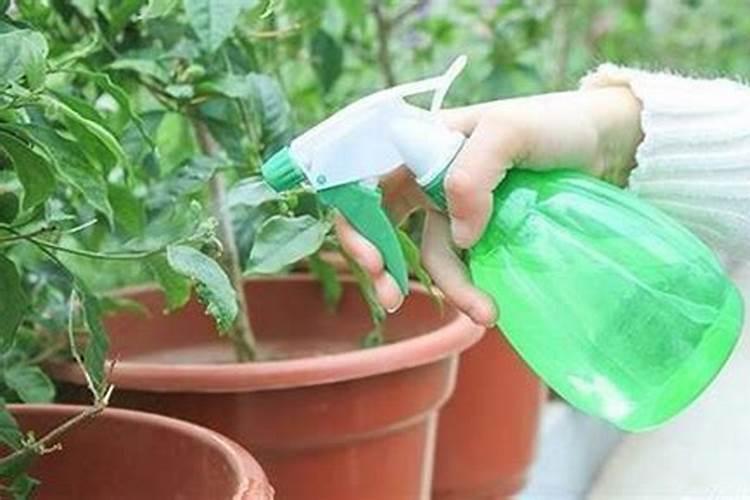 小葱用什么叶面肥好？