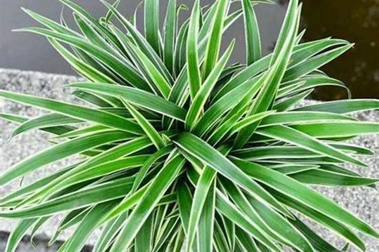 金心吊兰用什么肥料最好