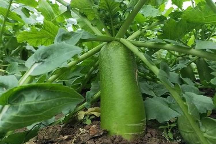 不管种植青萝卜、白萝卜还是红萝卜,肥料这样用,高产又好吃