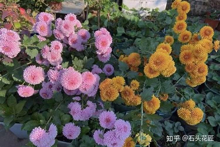 如何给君子兰配土 锯末如何养护君子兰