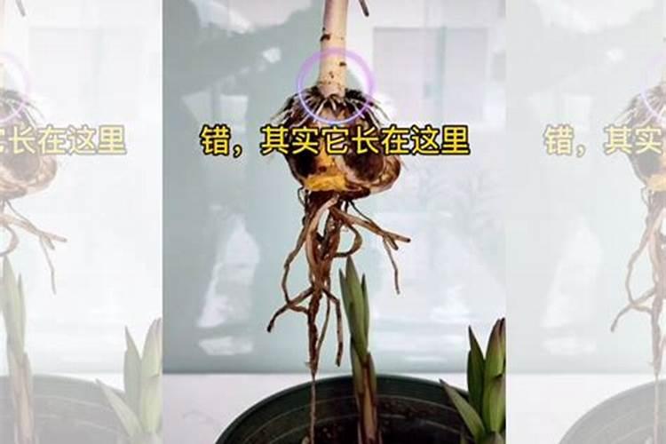 钾钙硼肥有哪些