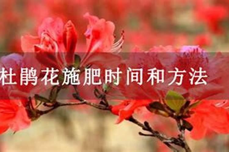 怎样给有花苞的杜鹃施肥,施肥用浇水吗