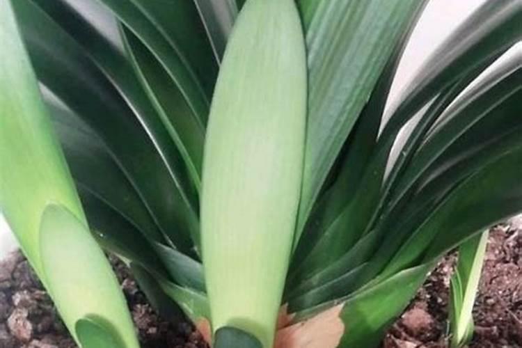 君子兰用什么肥料最好