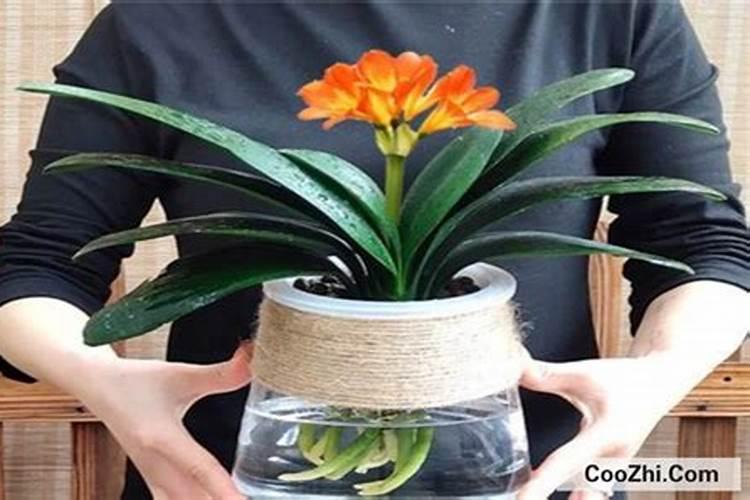 君子兰一叶小苗怎么养才能长得快 君子兰一叶小苗如何养才能长得快百度...