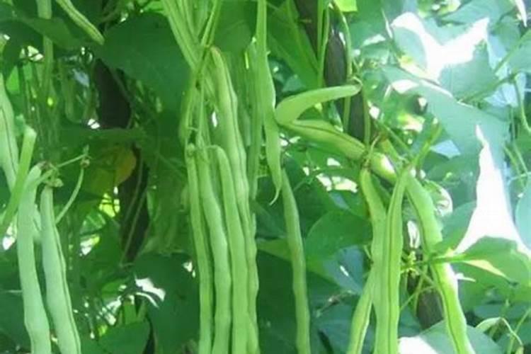 豆角施什么肥最好