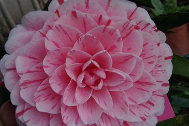 磷酸二氢钾可以浇茶花吗