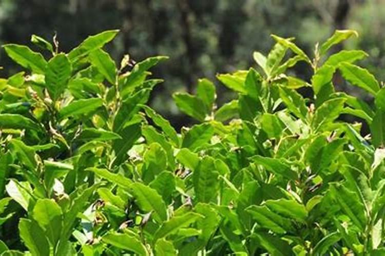 茶叶种后多久施肥