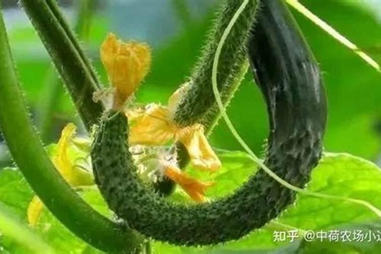 龙眼树施什么水溶肥比较好？