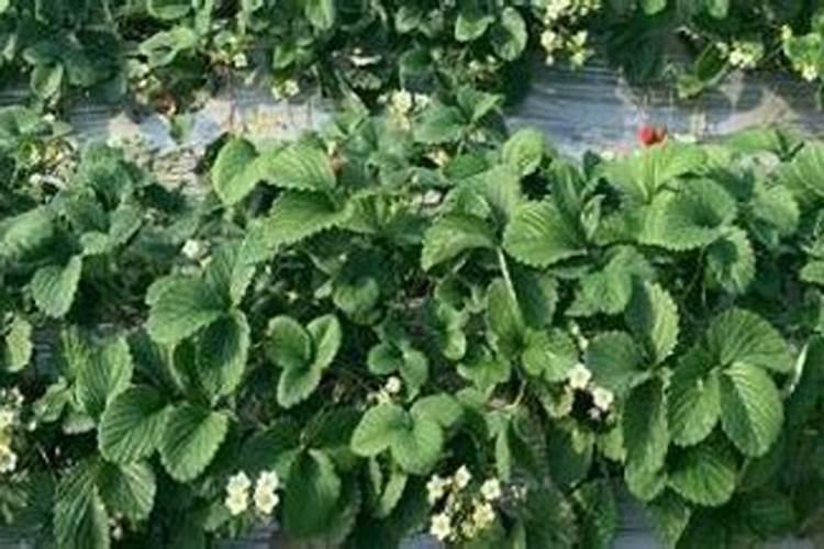 碧护在草莓苗期使用方法