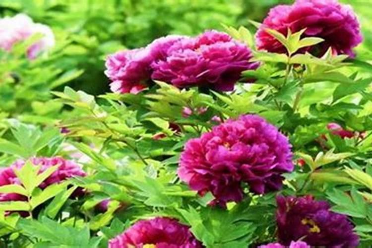 种玉米用什么肥料最好高产？