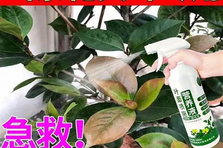 茶花施什么肥最好