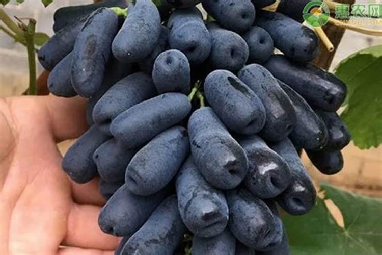 草莓结果几天充一次肥