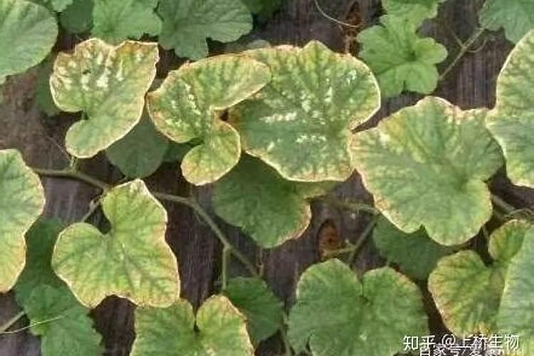 芹菜上什么肥料长得粗