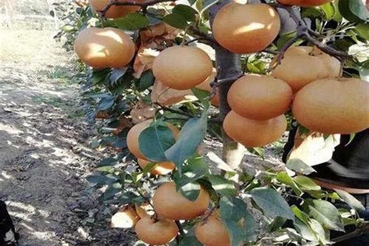 梨树花前花后喷什么农药？