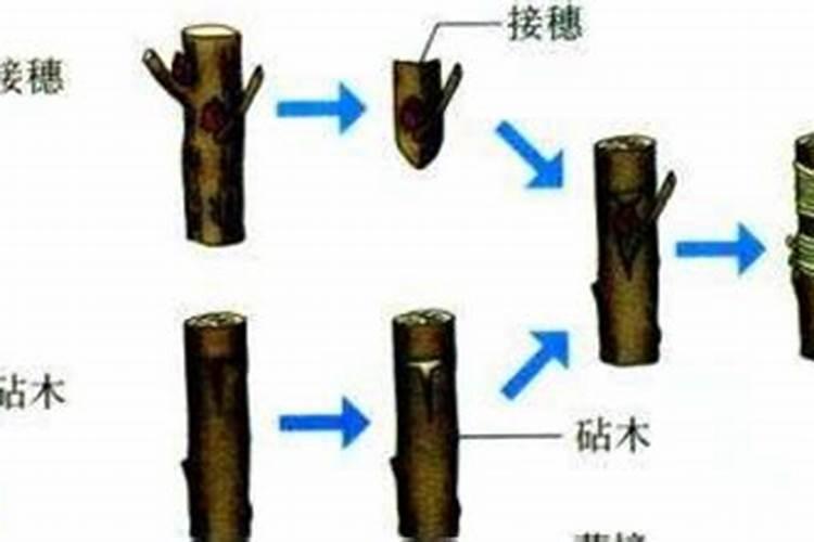 怎样用芸苔素内脂梨树秋季保叶？