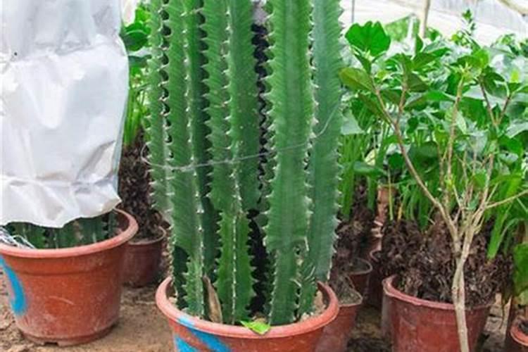 龙骨花怎么施肥