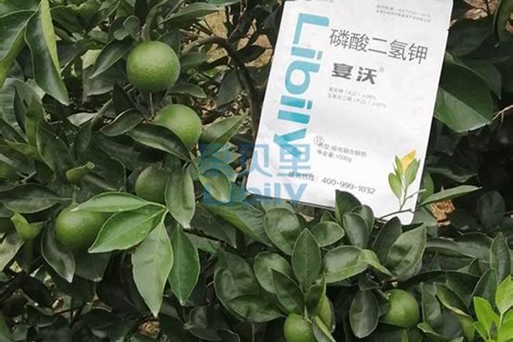 柠檬越长越小最简单三个步骤