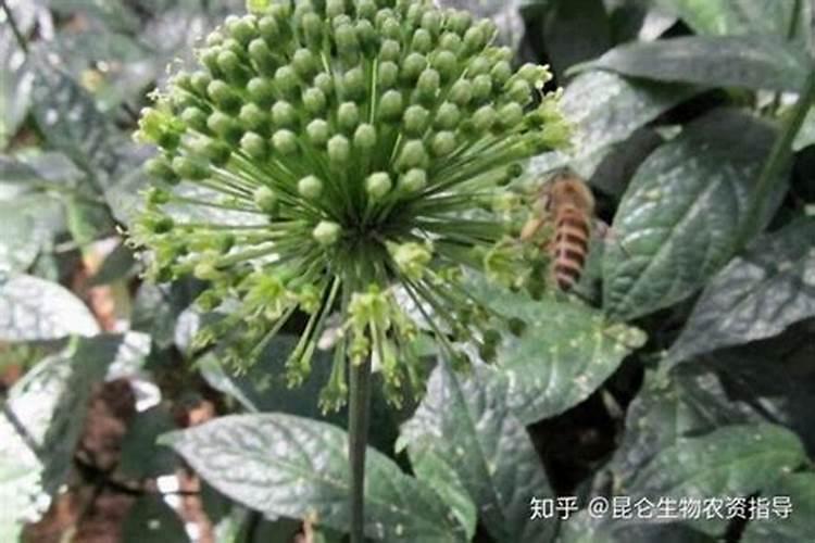 西洋参施什么肥