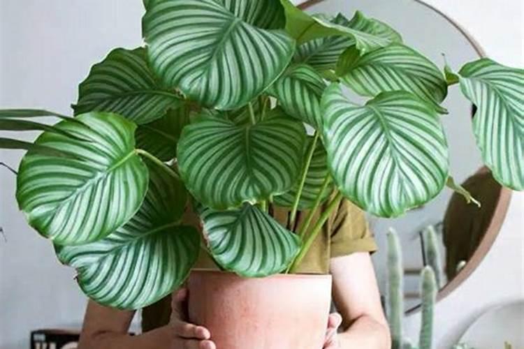 竹芋叶尖发黄怎么办