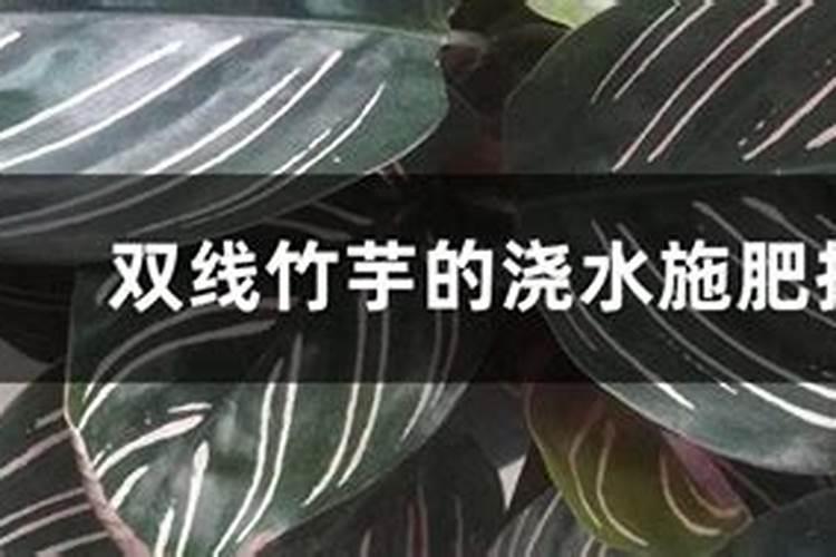 孔雀竹芋叶子向下耷拉