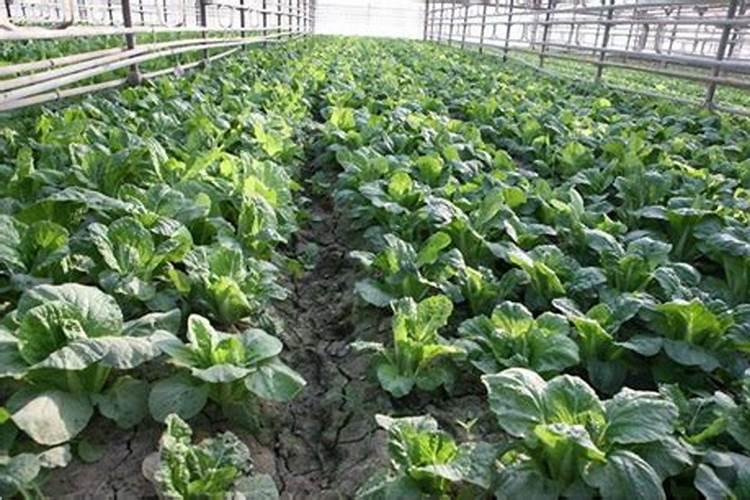 一般的大棚蔬菜用什么叶面肥、冲施肥好？!!