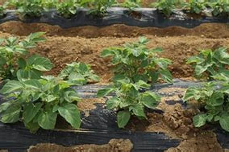 不到收获季节花生叶子全部大黄怎么防治