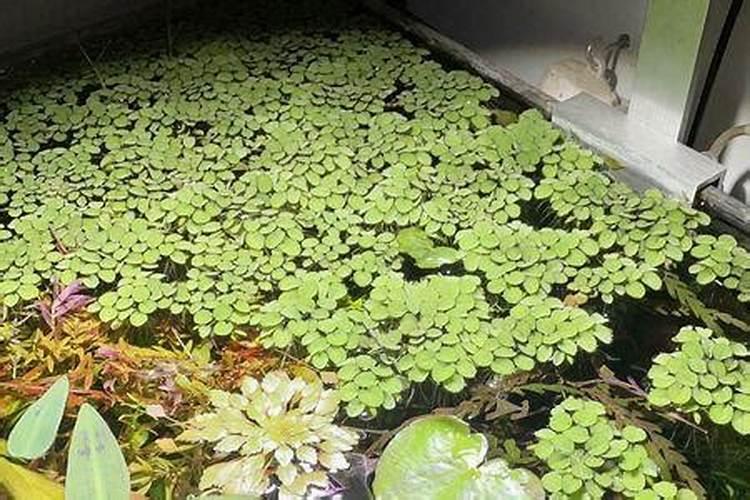 怎么养殖浮萍？？