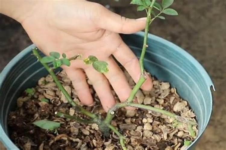 橘子树怎么管理