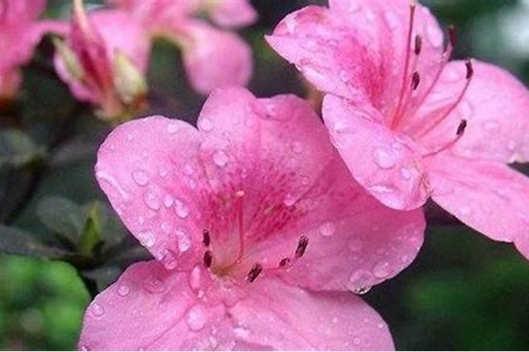 杜鹃花什么时候施肥怎么施肥？