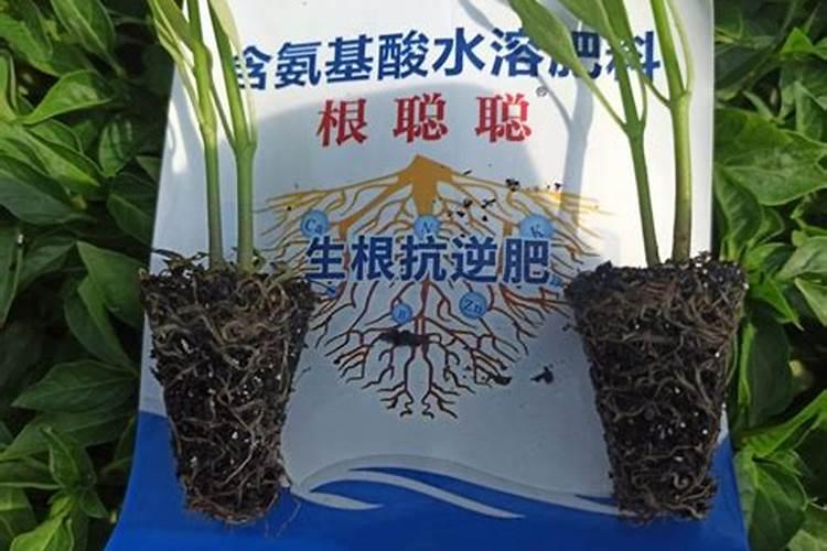 水溶肥冲施正确步骤