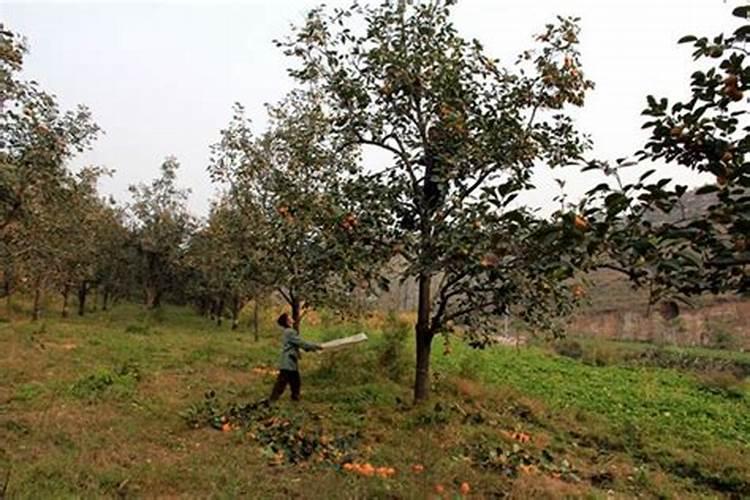 柿子树怎么施肥