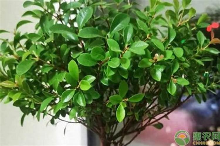 碳酸钙的使用方法和途径是什么？