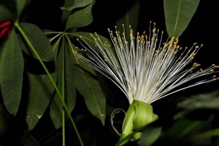 氮肥促进果树开花结果吗