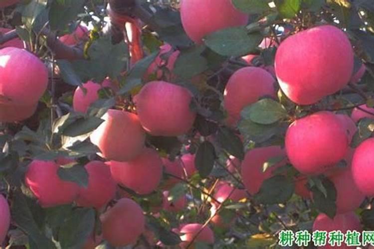 苹果施肥方法时间 苹果如何施肥
