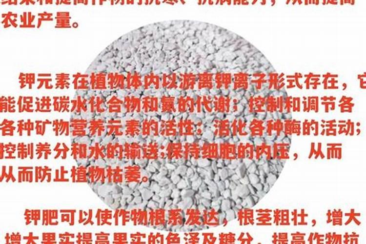玉米底肥用红颗粒钾肥好还是用白色小颗粒水溶钾肥好？