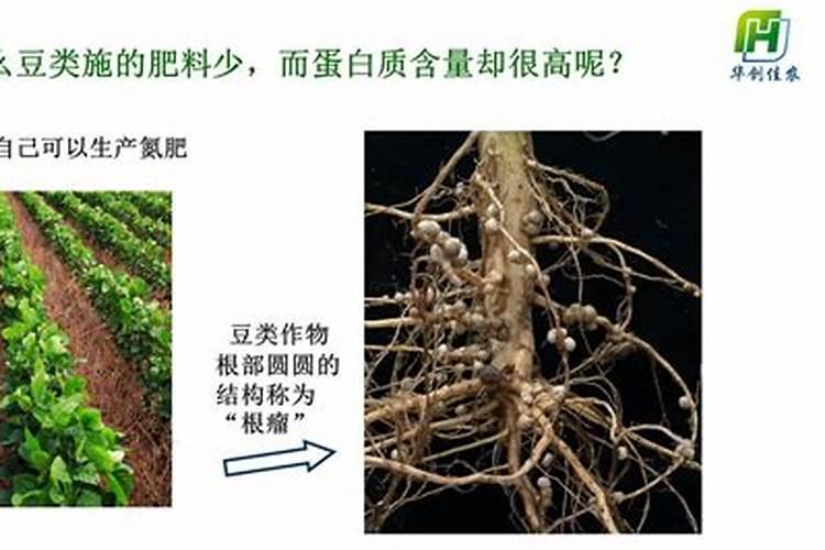 根瘤菌主要用途