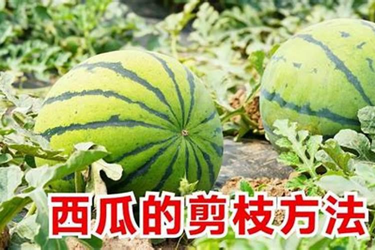 西瓜苗嫁接前可以打叶面肥不