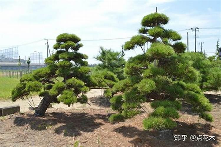 黑松用什么肥料最好