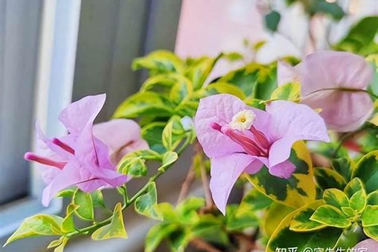 月季花只长叶不开花施什么肥