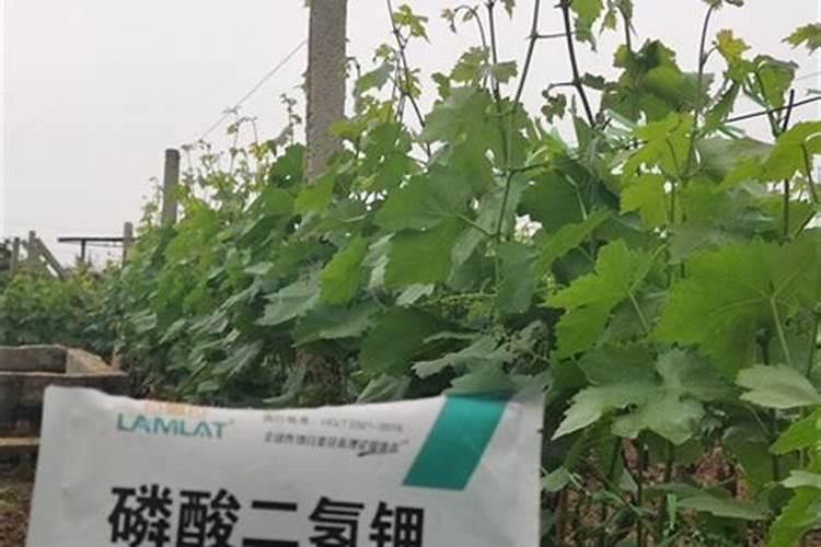 水溶肥一包攻克有啥作用