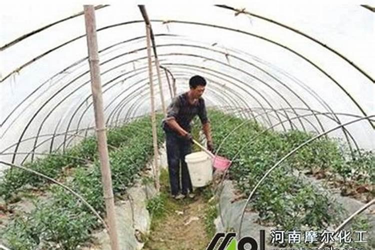 水溶肥一般几天见效