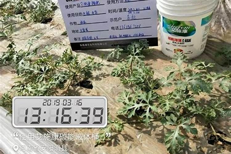 海藻精的正确使用方法